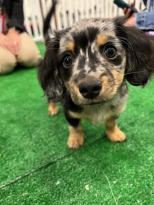 A black and brown puppy.