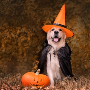 Fun Ideas To Get Your Team In The Halloween Spirit 1 Golden retriever in a which hat
