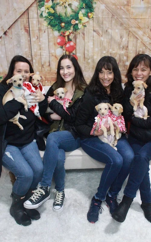 A Puppy Love™ corporate puppy love experience themed for the Christmas holiday!