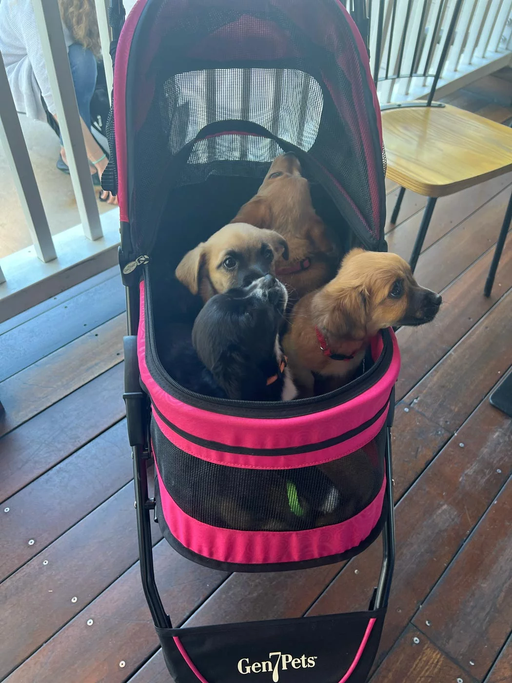 Puppies-In-Stoller Puppies-in-stoller