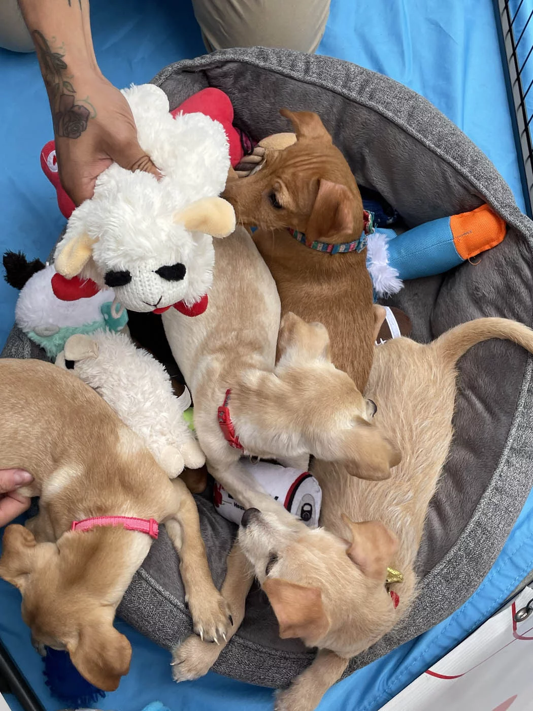 A basket full of puppy love™ puppies ready to be played with.
