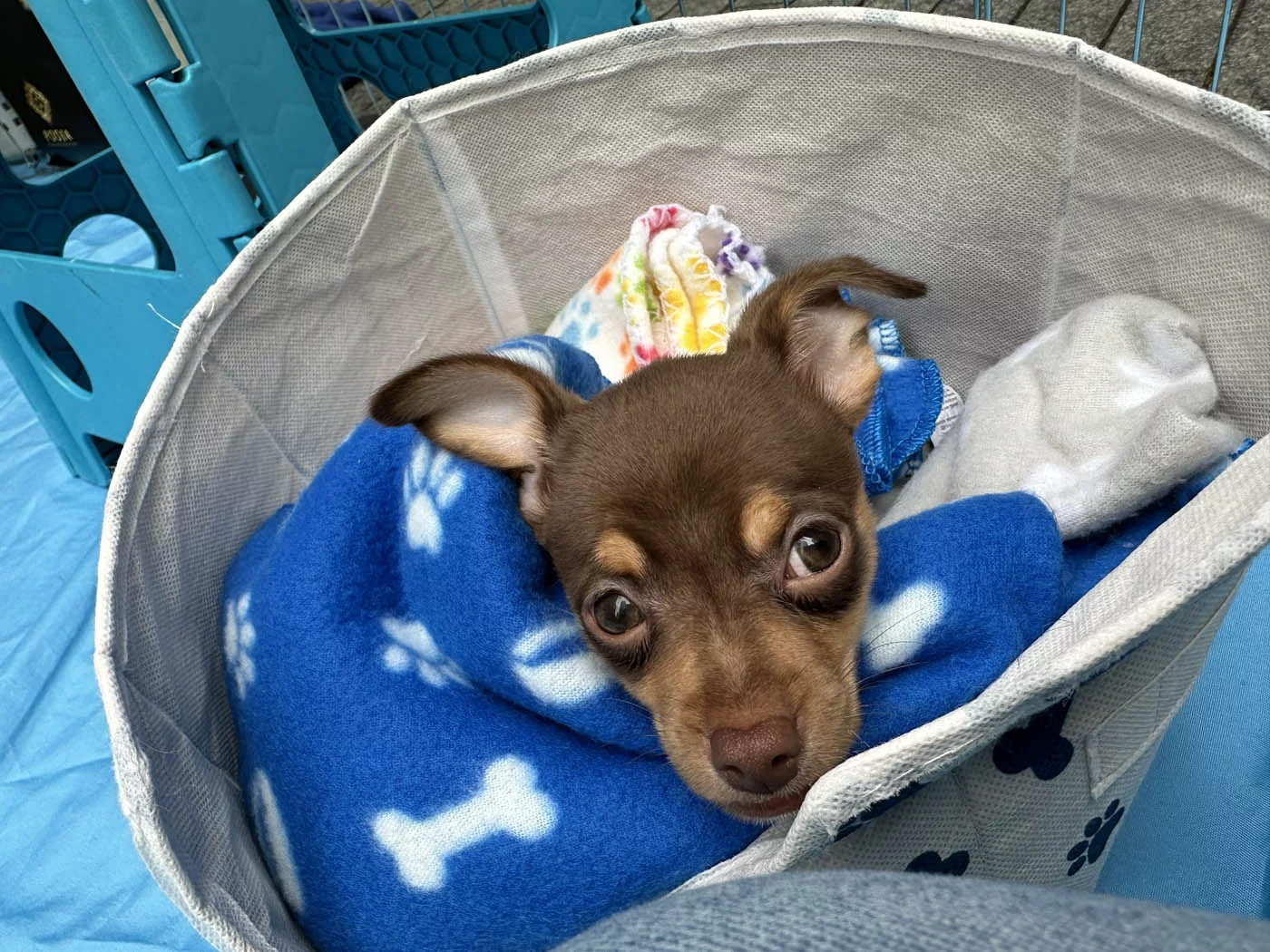 Puppy in a blanket