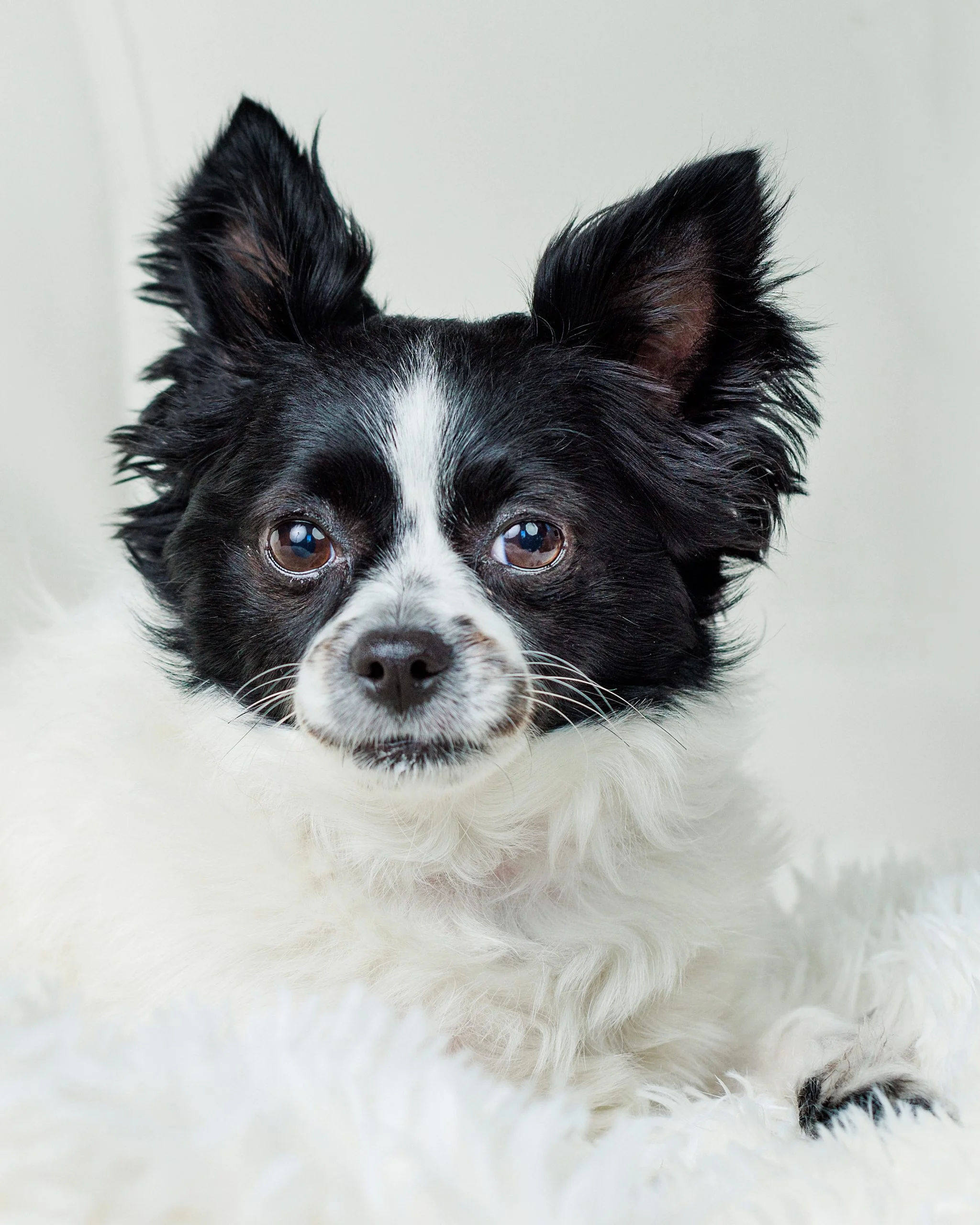 Puppy Love™'s founder Sabrina Freed's dog.