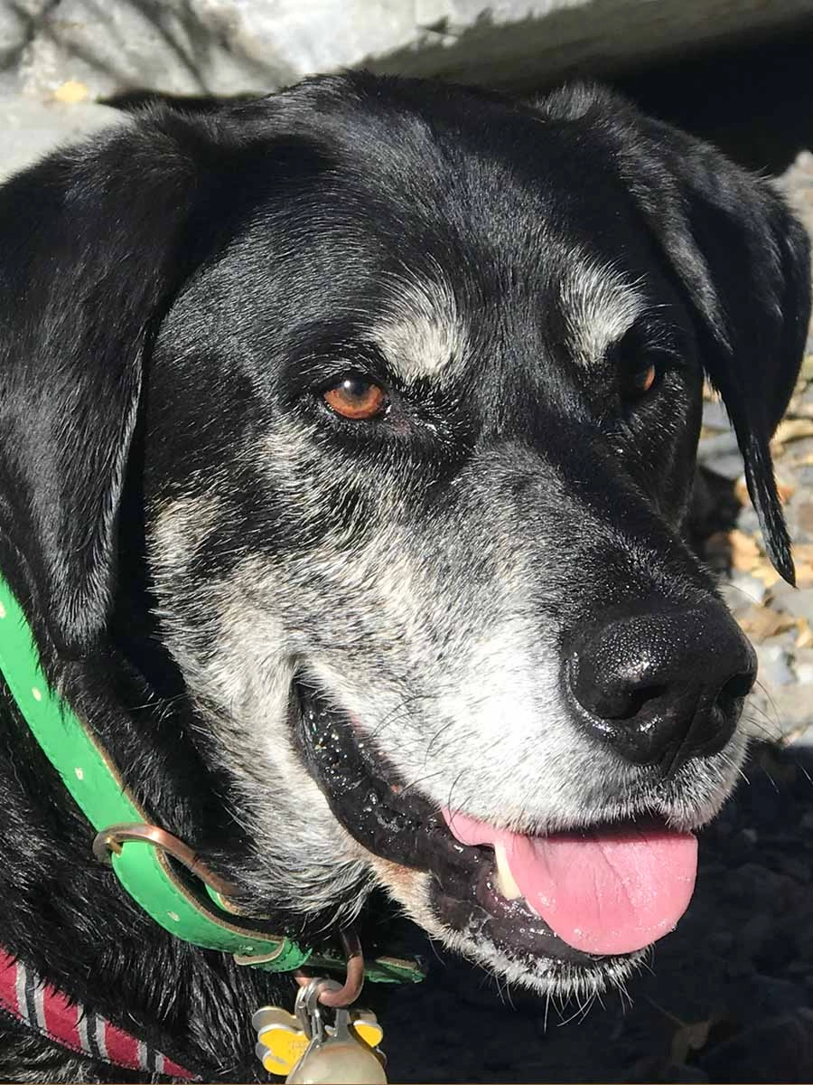Close-up portrait of a happy black and gray dog with white facial fur and a green collar smiling outdoors.