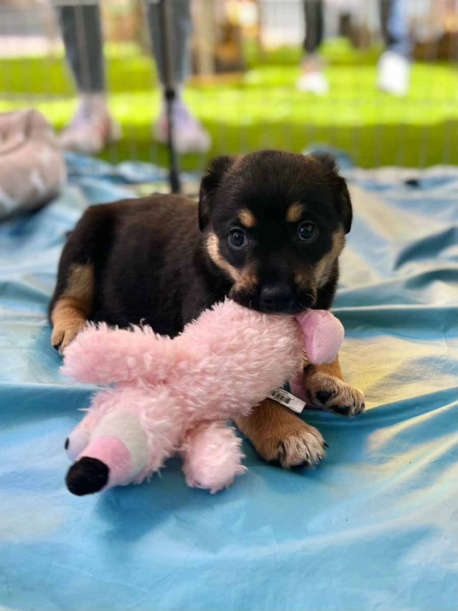 This adorable puppy playing with a toy loves puppy love™ - and your employees will too!