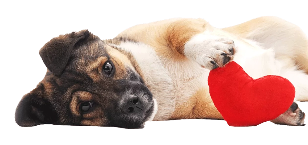 Puppy love™ - cute puppies are our specialty.