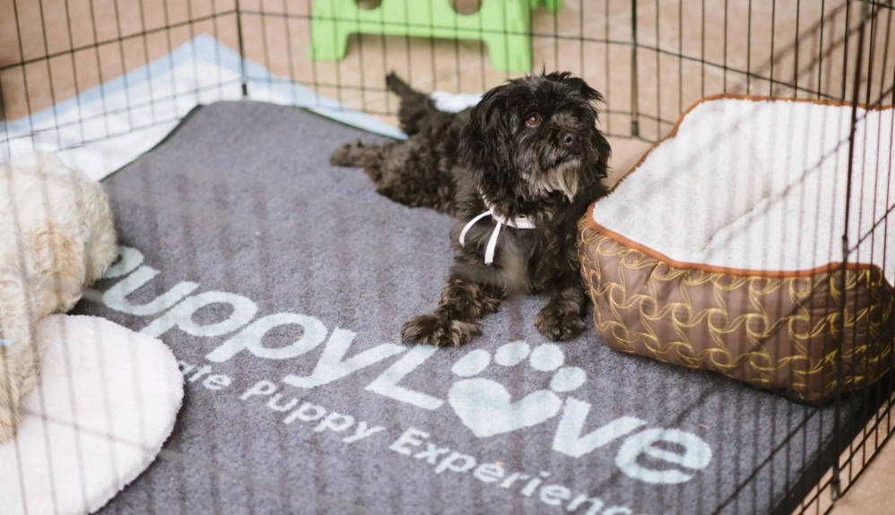 Cute puppy relaxing