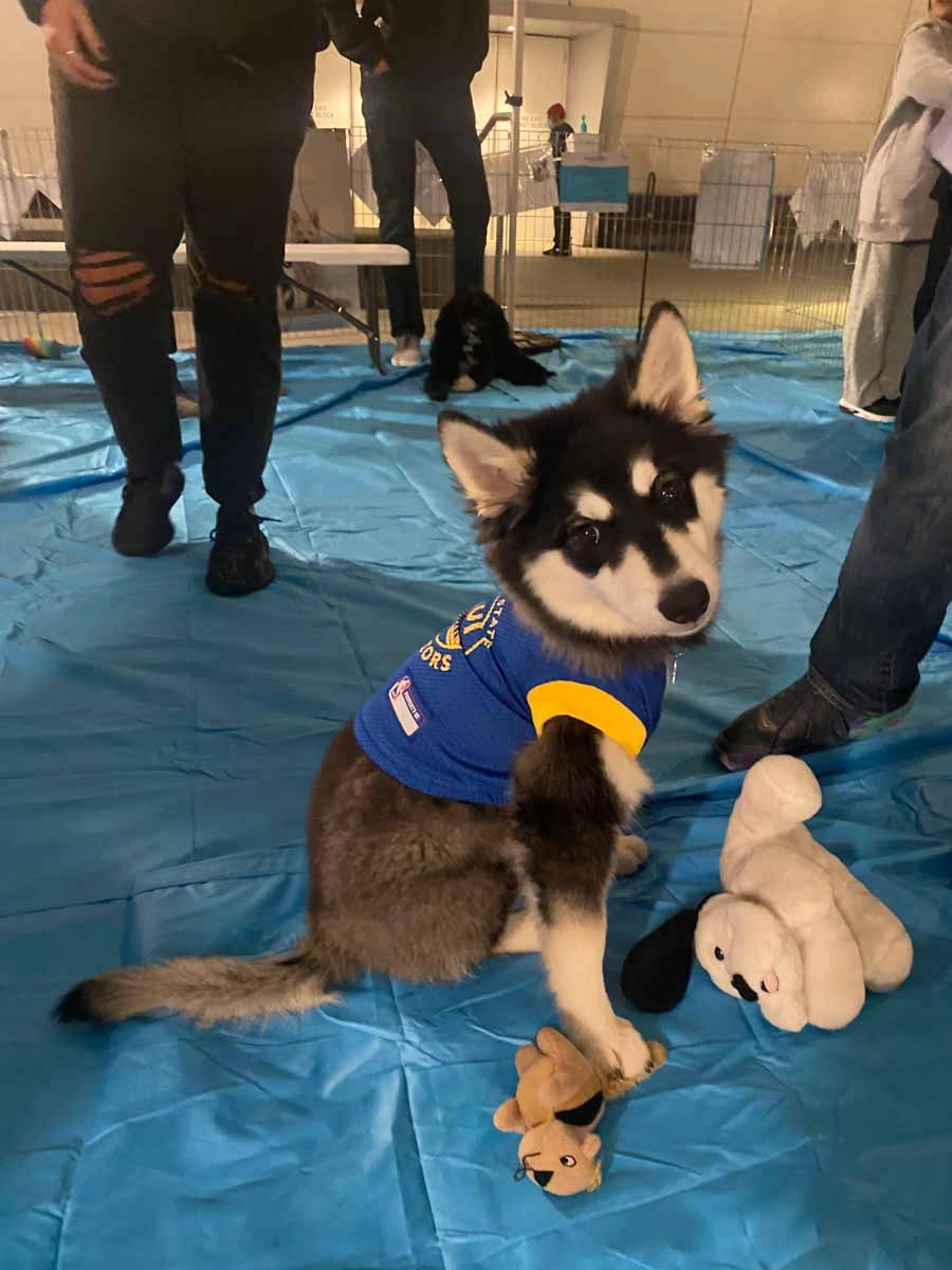 A baby husky in a warriors uniform attending their professional sporting events.