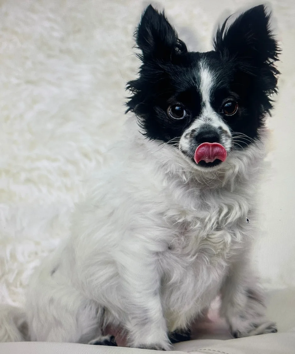 Puppy love™'s founder sabrina freed's bo - the most lovable, adorable dog who craves affection