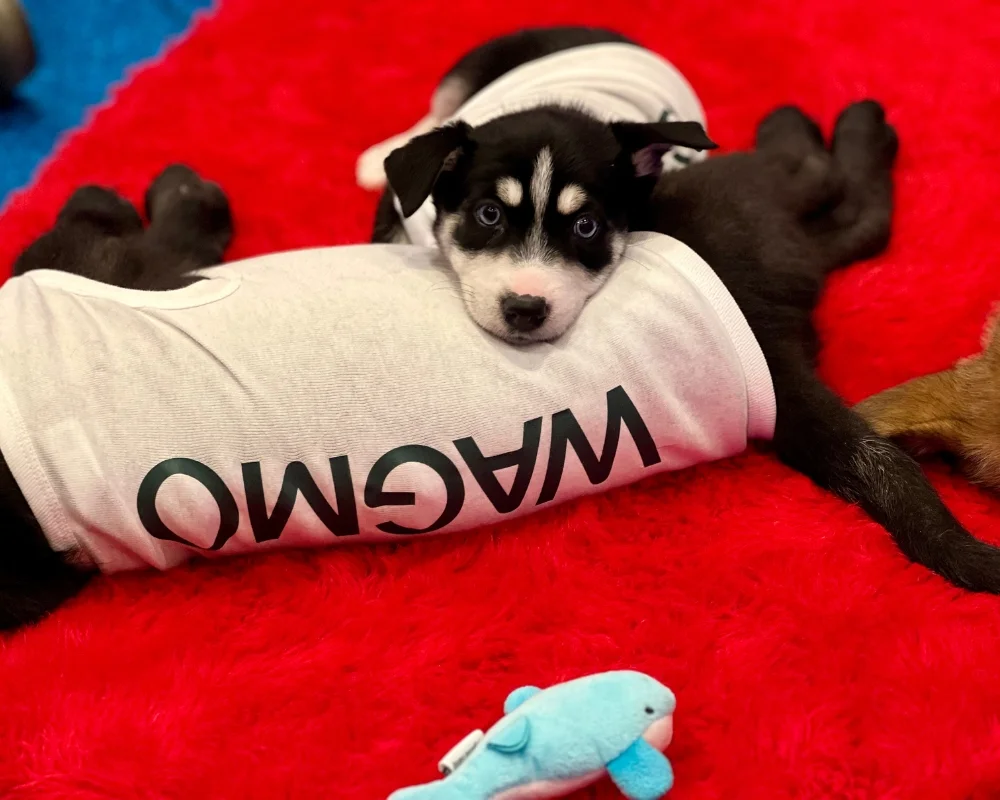 Adorable german shepherd and blue heeler mixes, straight from the heart of las vegas's beloved rescue, wagging tails
