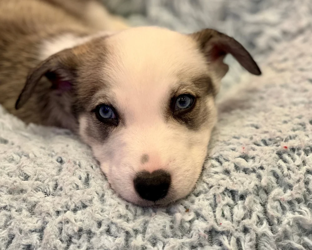 Puppy love brings joy