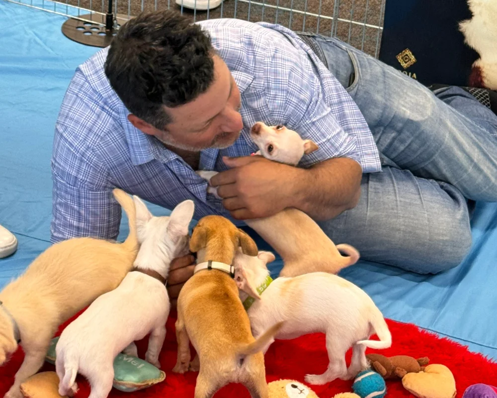 12 Reasons To Book Puppy Love™ For Team Building Activities 1 Pet friendly workplaces - puppy love