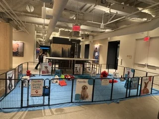 Puppy love indoor puppy play area with branded fencing.