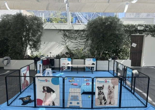 Puppy love outdoor puppy play area with toys and branded fencing.
