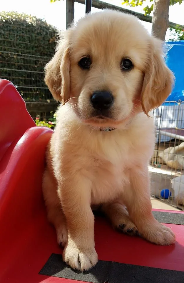 Our events go beyond just a cute moment, they deliver real results for teams and organizations. Here are the top benefits of animal-powered employee appreciation: