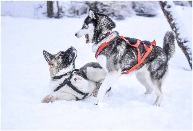 How To Keep Your Beloved Pet From Freezing