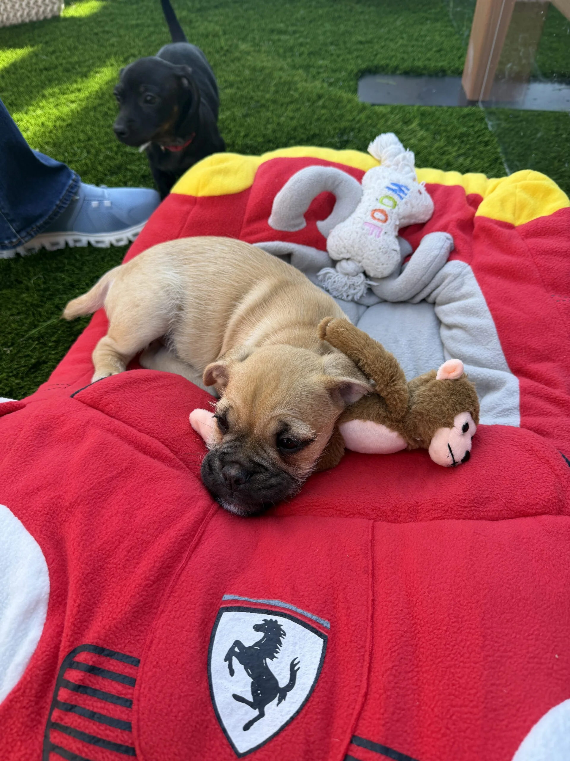 Light brown puppy resting on a red ferrari blanket next to plush dog toys