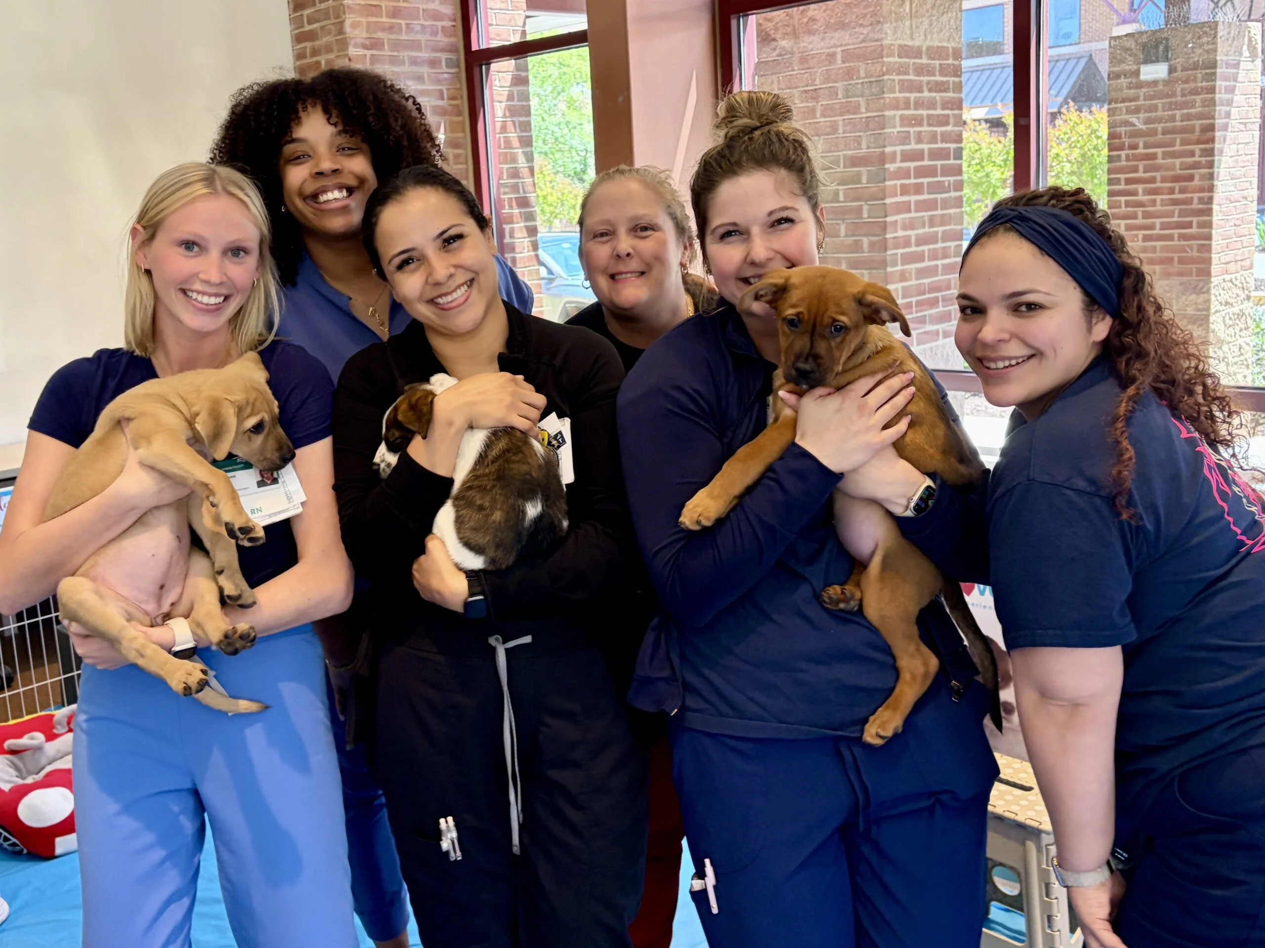 Group of six smiling healthcare workers holding three puppies together at luminis health aamc.