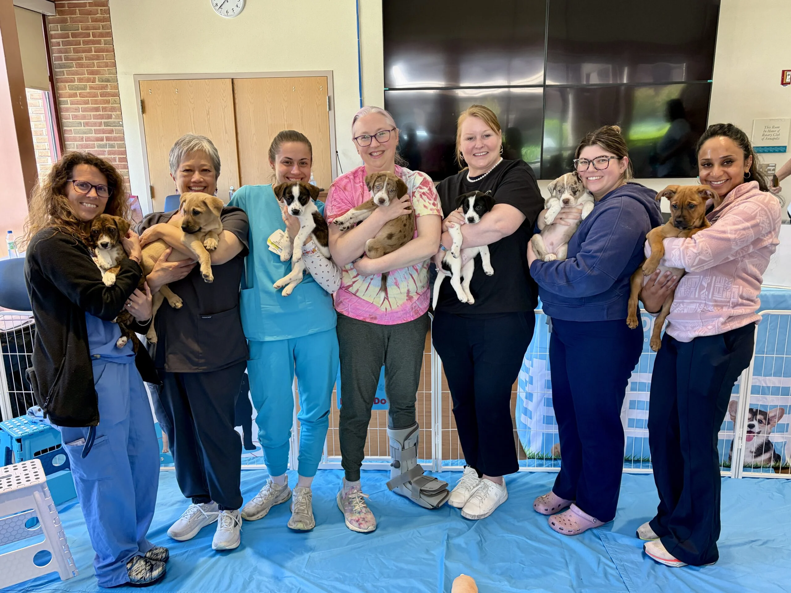 Group of seven smiling healthcare workers lined up holding puppies at luminis health aamc.