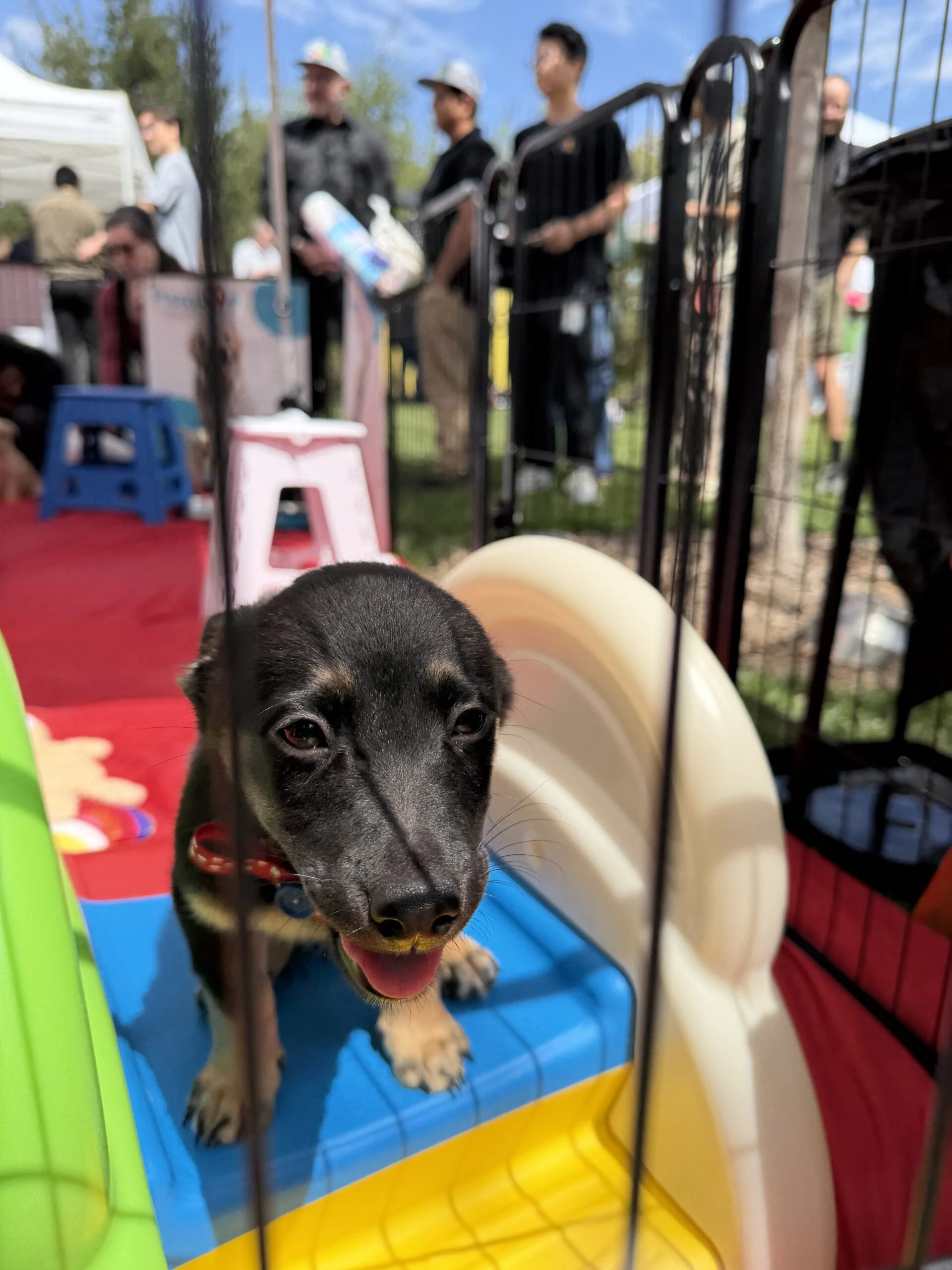 A dark brown and tan rescue puppy sitting on a colorful playmat next to a small plastic slide outdoors.
