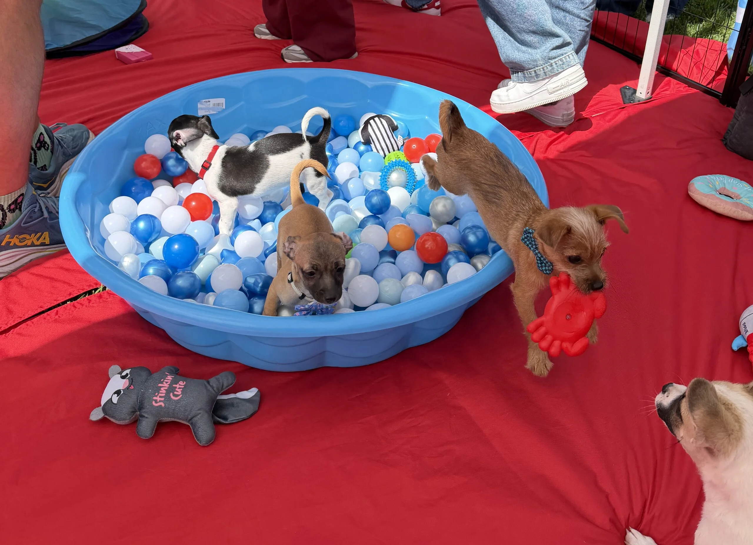 Small rescue puppies playing inside a blue plastic ball pit and on a red mat at an outdoor google san jose event.
