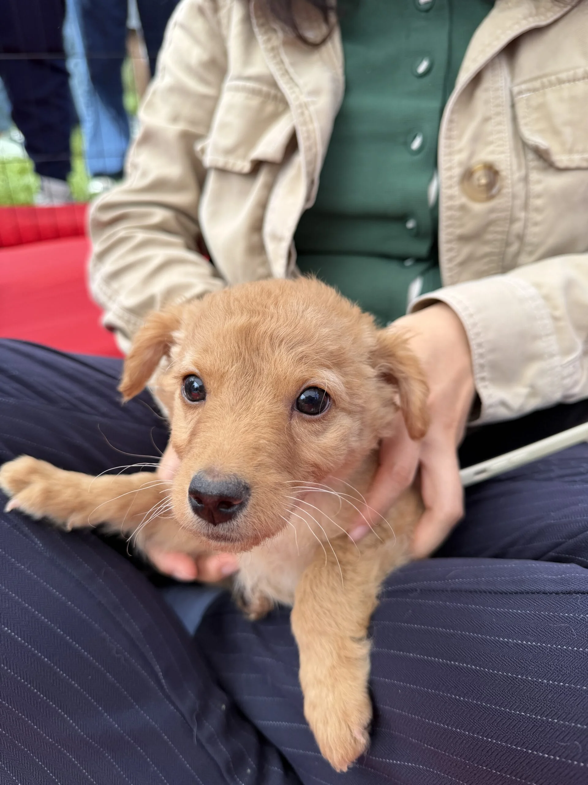 A close-up of a small golden-furred puppy sitting comfortably in an attendee's lap outdoors at a google san jose event.