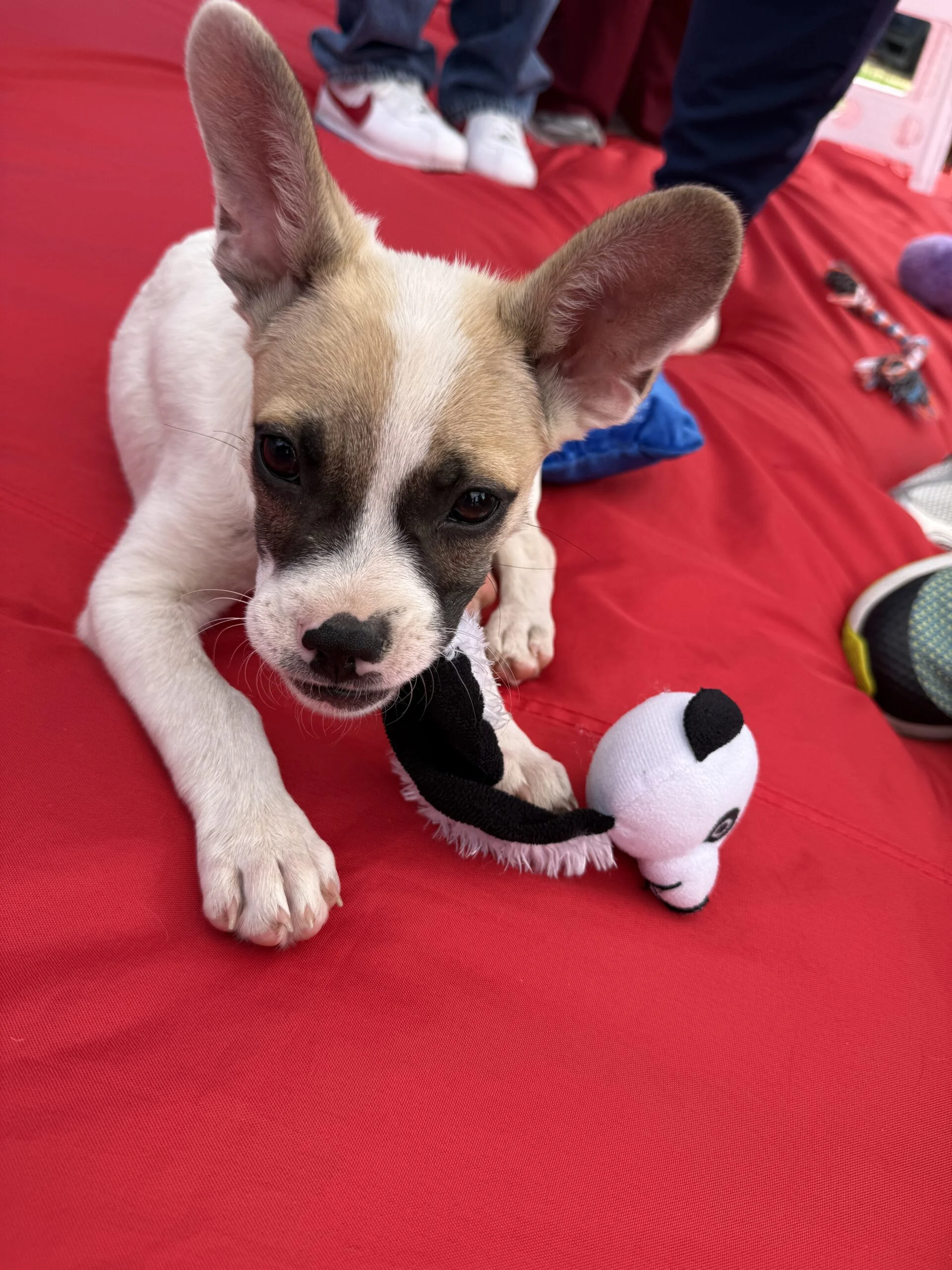 A small white rescue puppy with dark eye patches and large upright ears lying on a red playmat next to a plush panda toy.